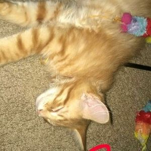 Meet your Posher, Kelsey